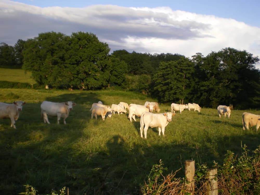 Troupeau de vaches charolaises dans une pâture bordée de haies